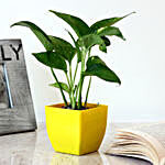Money Plant in Yellow Imported Plastic Pot
