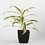 Song Of India Plant in Black Imported Plastic Pot