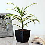 Song Of India Plant in Black Imported Plastic Pot