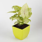 Syngonium Plant in Green Imported Plastic Pot