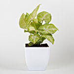 Syngonium Plant in White Imported Plastic Pot