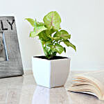 Syngonium Plant in White Imported Plastic Pot