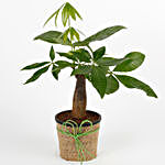 Lucky Pachira Bonsai Plant