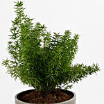 Foxtail Asparagus Fern Plant In Grey Conical Melamine Pot