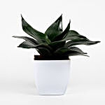 Green Sansevieria Plant In White Imported Plastic Pot