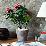 Ixora Red Dwarf Plant In Chocolate Brown Recycled Plastic Pot
