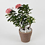 Ixora Red Dwarf Plant In Chocolate Brown Recycled Plastic Pot