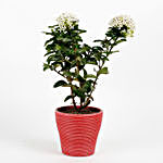 Ixora White Dwarf Plant In Red Recycled Plastic Pot