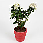 Ixora White Dwarf Plant In Red Recycled Plastic Pot