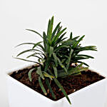Mini China Grass Plant In White Imported Plastic Pot