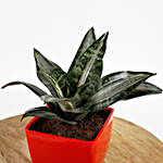 Sansevieria Whitney Plant In Red Imported Plastic Pot
