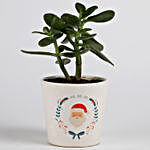 Crassula Ovata in Ceramic Pot for Christmas