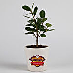 Ficus Compacta in Ceramic Pot for New Year