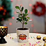 Ficus Compacta in Ceramic Pot for New Year