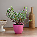 Jade Plant in Pink Imported Plastic Pot