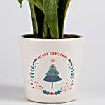 MILT Sansevieria Plant in Ceramic Pot for Christmas