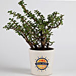 New Year Special Jade Plant in Printed Ceramic Pot