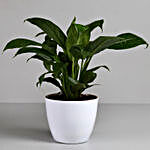 Peace Lily in White Imported Plastic Pot