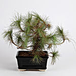 Pinus Roxburghii Bonsai Plant in Black Ceramic Pot