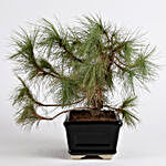Pinus Roxburghii Bonsai Plant in Black Ceramic Pot