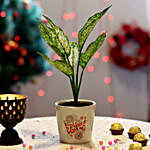 Silver Aglaonema Plant in Ceramic Pot for New Year