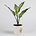 Silver Aglaonema Plant in Ceramic Pot for New Year