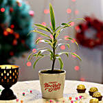 Song of India Plant in Ceramic Pot for New Year