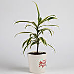 Song of India Plant in Ceramic Pot for New Year