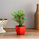 Spiraea Japonica Plant in Red Plastic Imported Pot