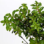 Spiraea Japonica Plant in Red Plastic Imported Pot