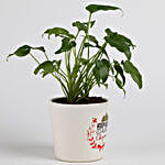 Xanadu Philodendron Plant in Ceramic Pot for Christmas