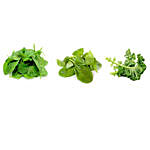 Spinach Baby Spinach & Kale Leaf Seeds Combo