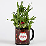 Christmas Special Two Layer Lucky Bamboo Plant Combo