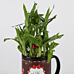 Christmas Special Two Layer Lucky Bamboo Plant Combo