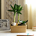 Bamboo Plant With Animals Hunting Theme Dish Garden