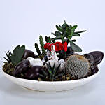 Cactus & Succulent Plants Dish Garden