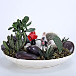 Cactus & Succulent Plants Dish Garden