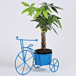 Braided Pachira Bonsai in Blue Cycle Planter