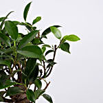 Ficus Bonsai Plant in Grey Melamine Pot