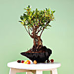 Ficus Oldroots Bonsai Plant in Shell Shaped Pot
