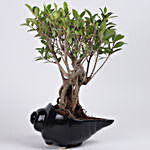 Ficus Oldroots Bonsai Plant in Shell Shaped Pot