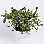 Jade Bonsai Plant in White Melamine Pot