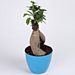 Microcarpa Bonsai Plant in Imported Plastic Pot