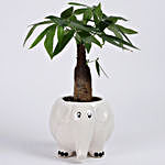 Pachira Bonsai in Elephant Ceramic Pot