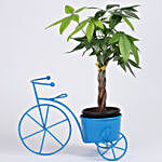 Braided Pachira Bonsai in Blue Cycle Planter