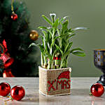 Two Layer Lucky Bamboo Plant in Xmas Glass Vase