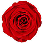 Timeless- Beautiful Forever Red Rose
