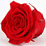 Timeless- The Forever Red Rose