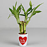Lucky Bamboo Plant in Valentines Pot & Teddy Bear Combo