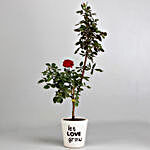 Red Rose Plant with Cadbury Celebrations Combo